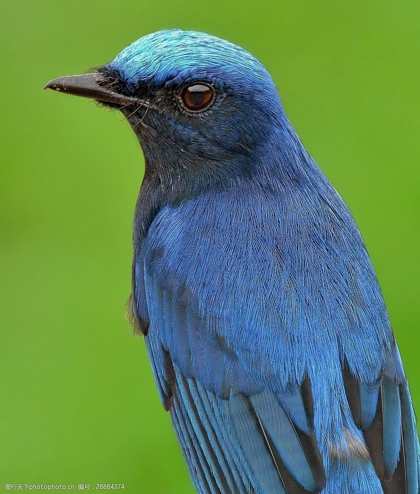 关键词:唯美 生物 动物 可爱 鸟 小鸟 飞鸟 白腹蓝姬鹟 翁鸟 摄影