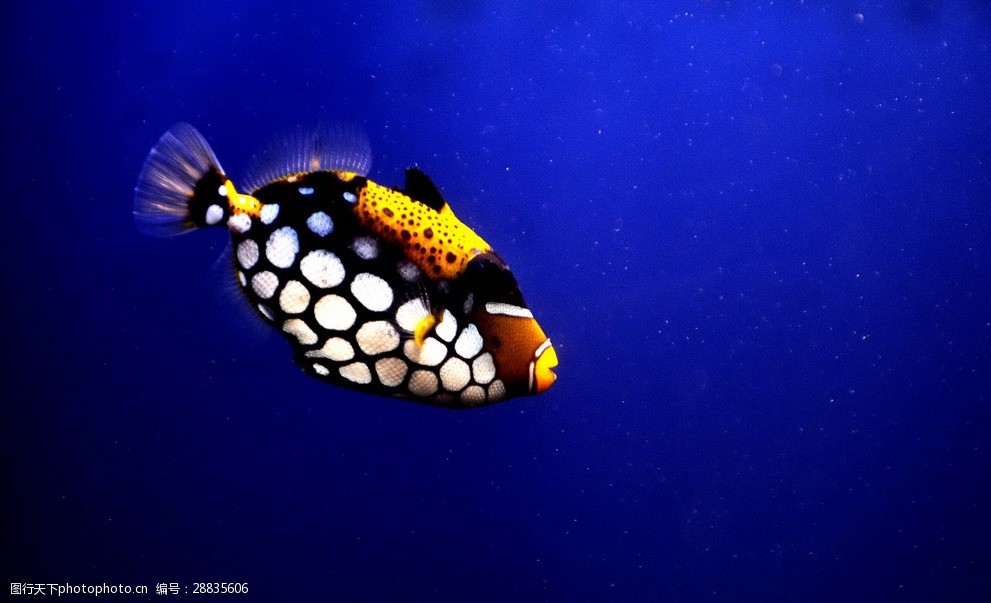 关键词:热带小丑鱼 唯美 动物 可爱 生物 鱼 海鱼 热带鱼 摄影 生物