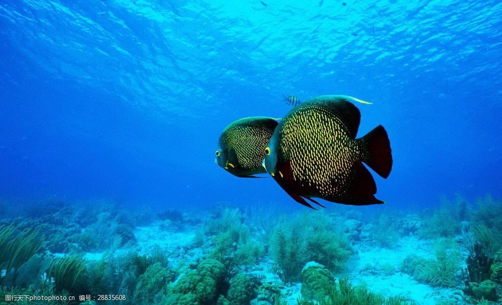 熱帶小丑魚