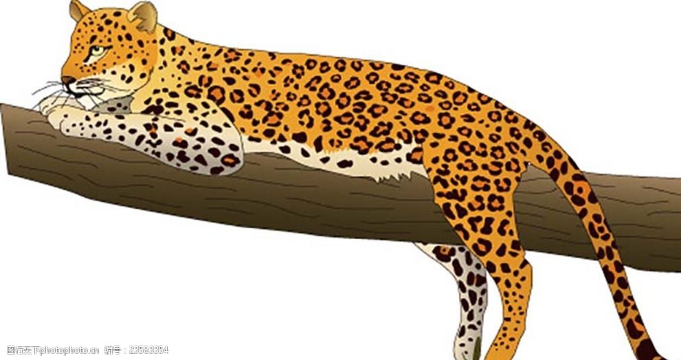 金钱豹图片 图行天下素材网