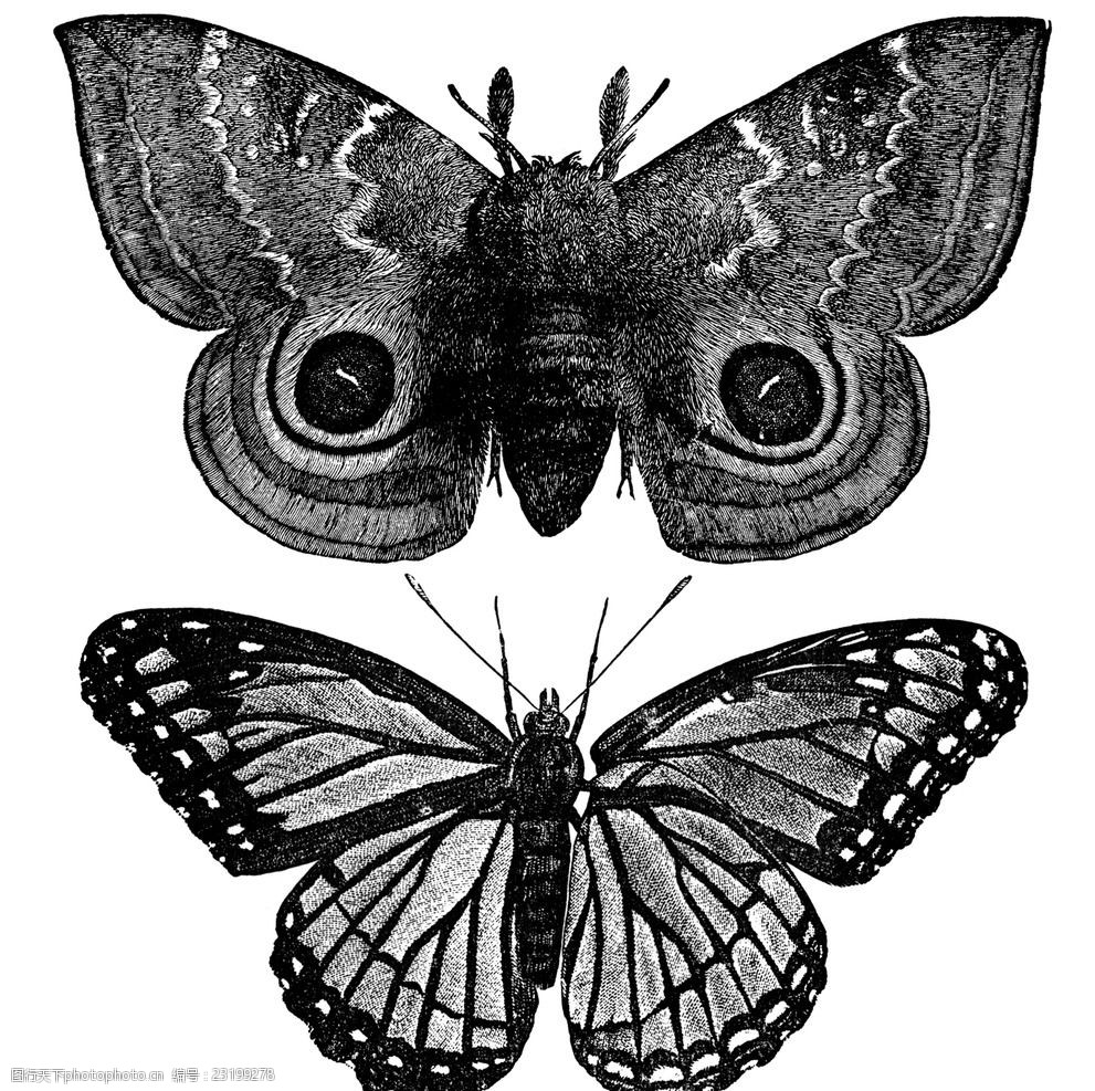 设计图库 广告设计 其他 关键词:素描蝴蝶标本 昆虫 素描蝴蝶集锦