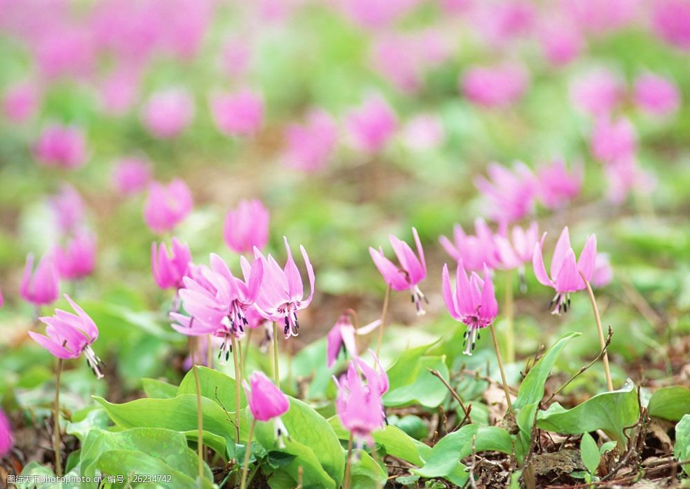 關鍵詞:草地上的小野花圖片素材 春天 野花 鮮花 花朵 綠色 清新 清爽