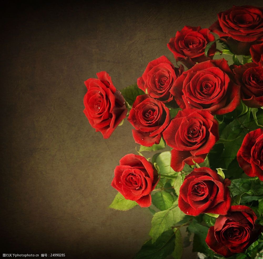 设计图库 高清素材 动植物 关键词:一大束红玫瑰图片素材 玫瑰 红玫瑰