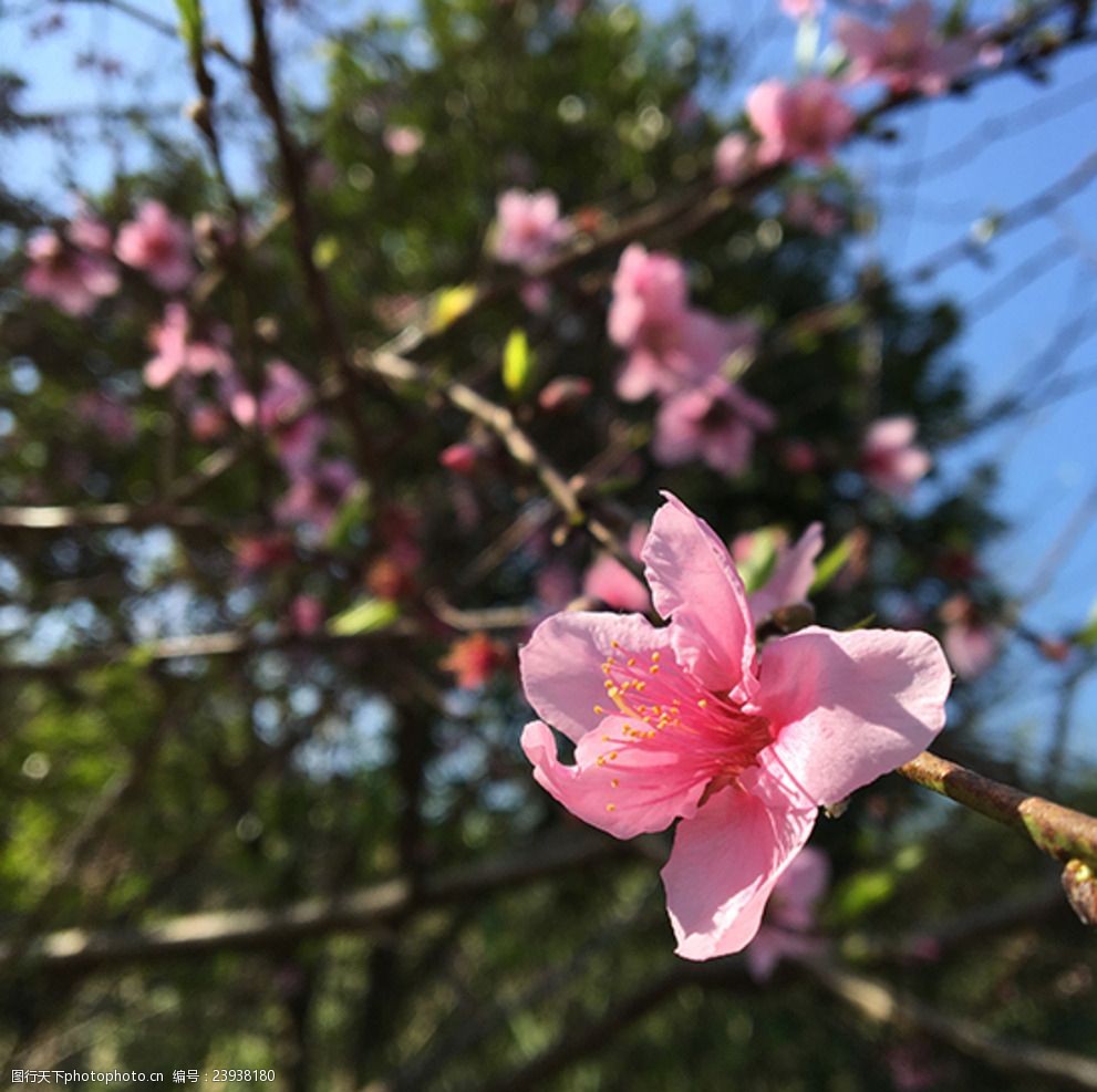 陽光下的桃花