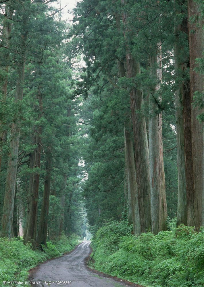 林间公路摄影图片