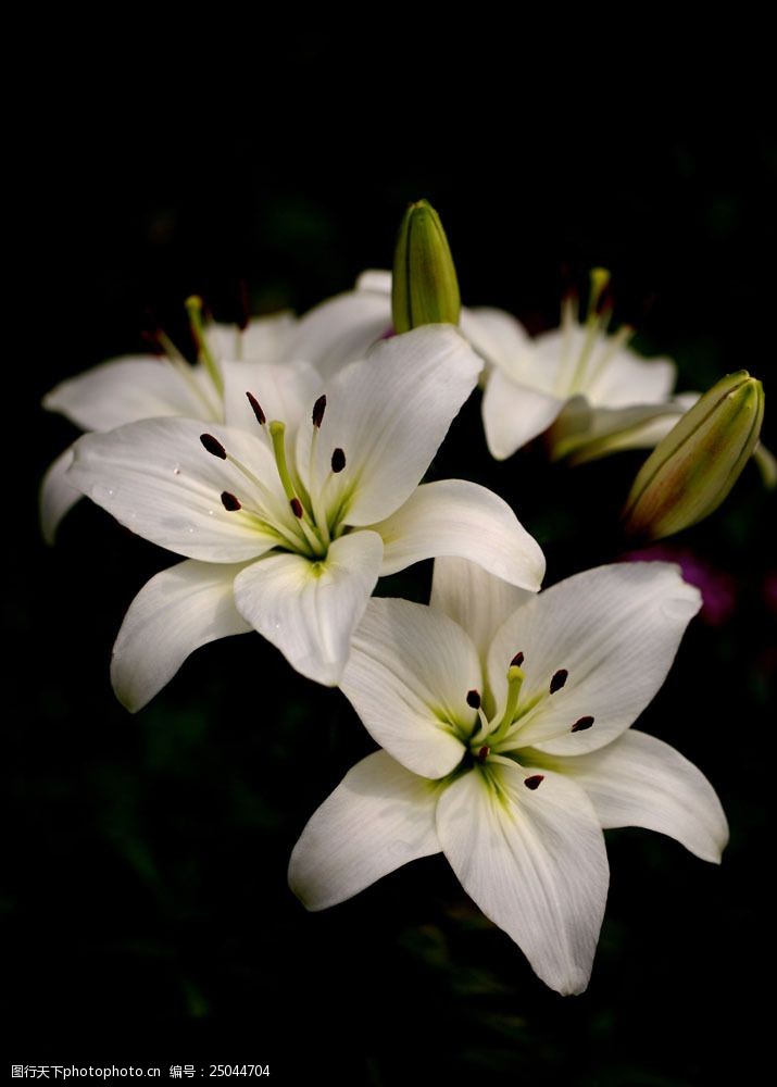 美丽的百合花图片