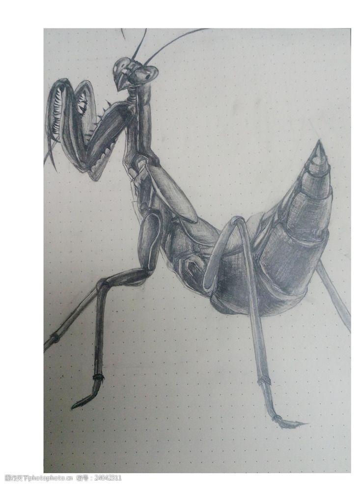 螳螂线描画图片
