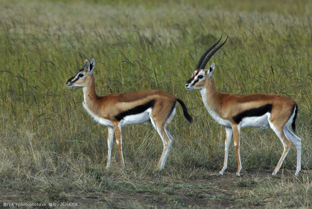 关键词:草原上的羚羊图片素材 羚羊 鹿 野生动物 草原 动物世界 摄影