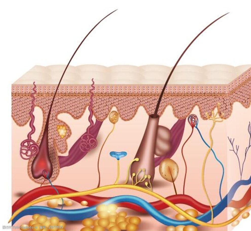 关键词:皮肤组织图 皮肤结构矢量 皮肤结构 皮肤组织 皮肤 表皮结构