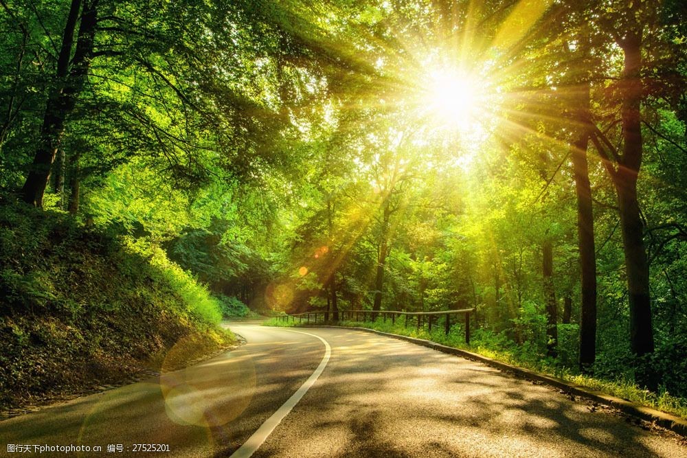 樹林陽光道路風景圖片