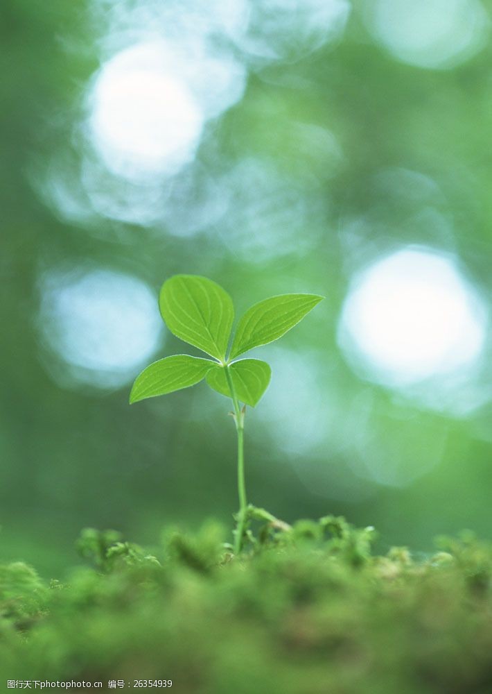 幼苗20图片