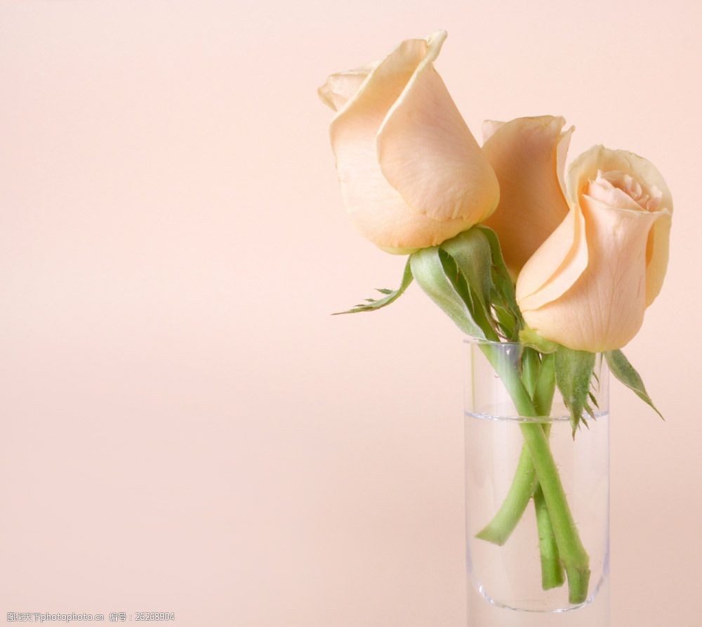 杯子里的玫瑰花图片