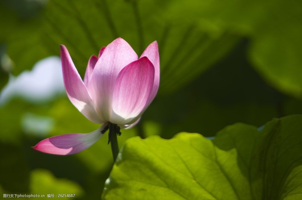 荷叶衬托的粉白色荷花图片图片