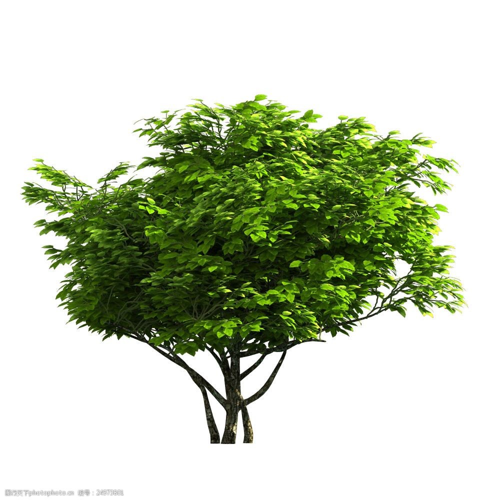 高清素材 动植物 关键词:园林景观树木518图片素材 园林树 园林绿化树