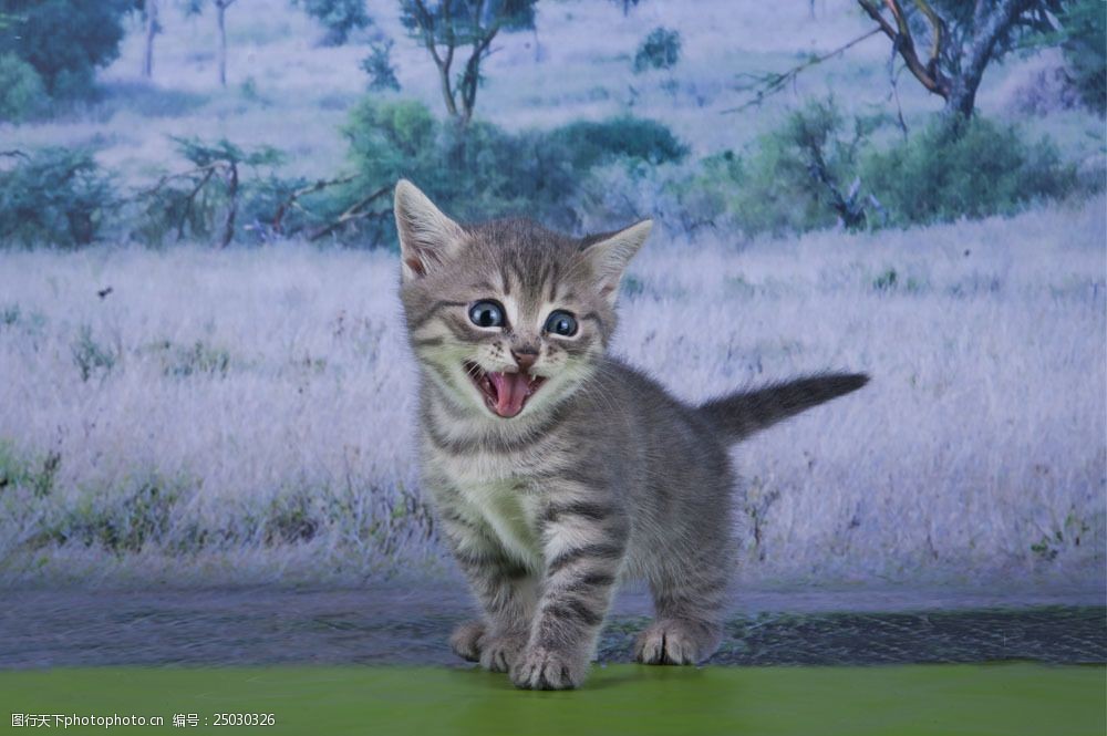 张开嘴的小猫图片图片-图行天下图库