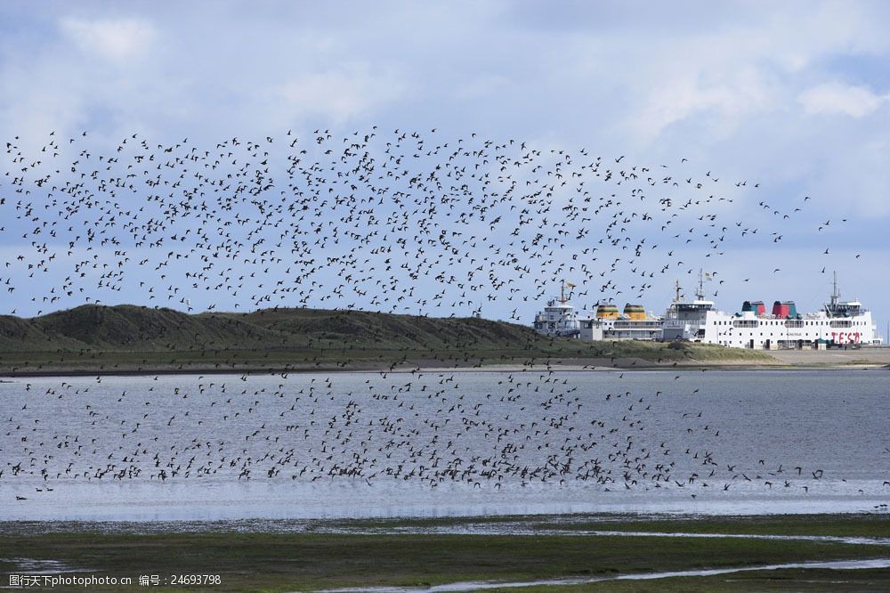 鸟类图片113图片