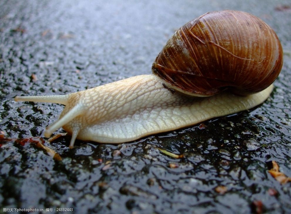 关键词:蜗牛 动物 爬行 蠕动 壳 湿润 雨水 郊外 爬行的蜗牛