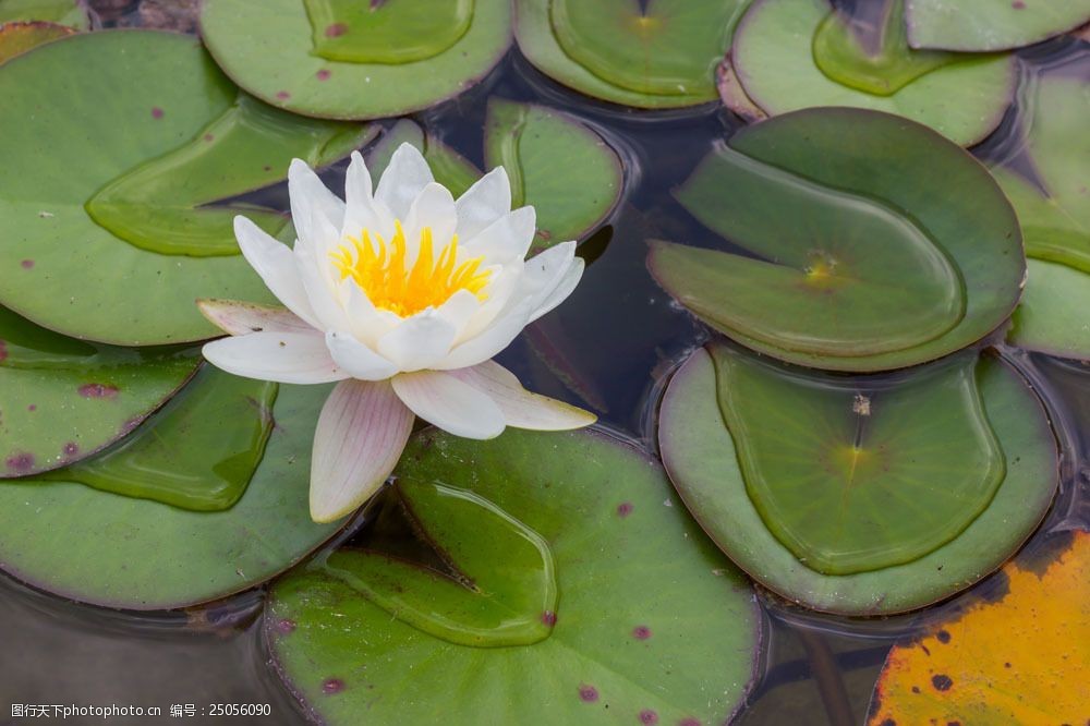 盛开的睡莲荷叶图片