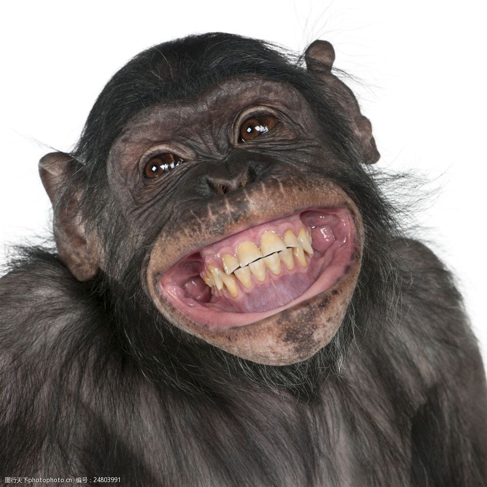 猩猩撅嘴图片图片