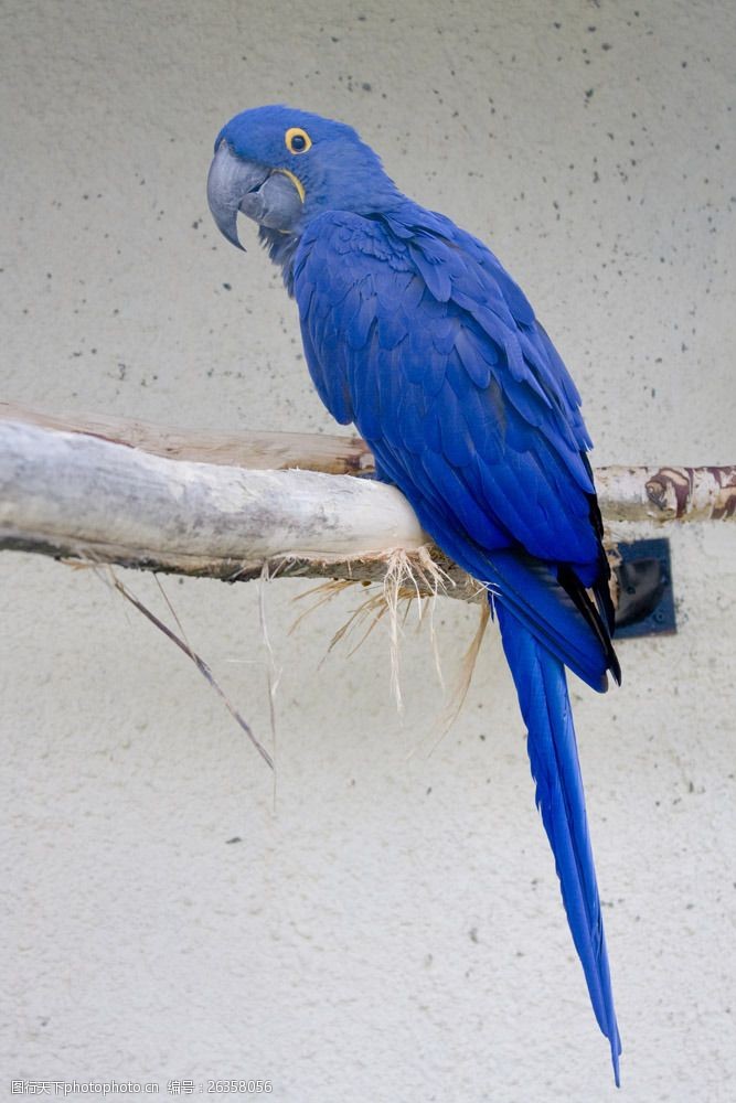 蓝色长尾鹦鹉图片
