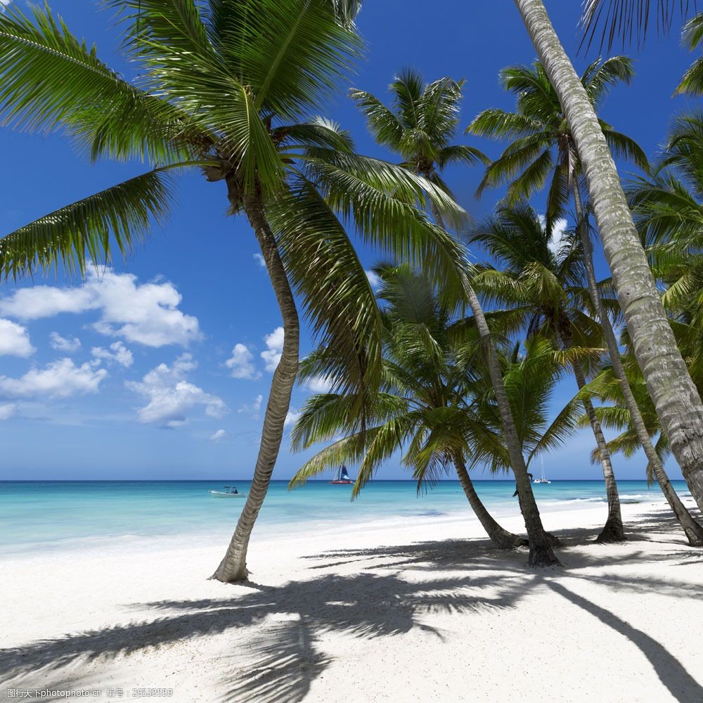关键词:沙滩上的椰子树图片素材 沙滩 椰子树 大海 海水 风景 自然