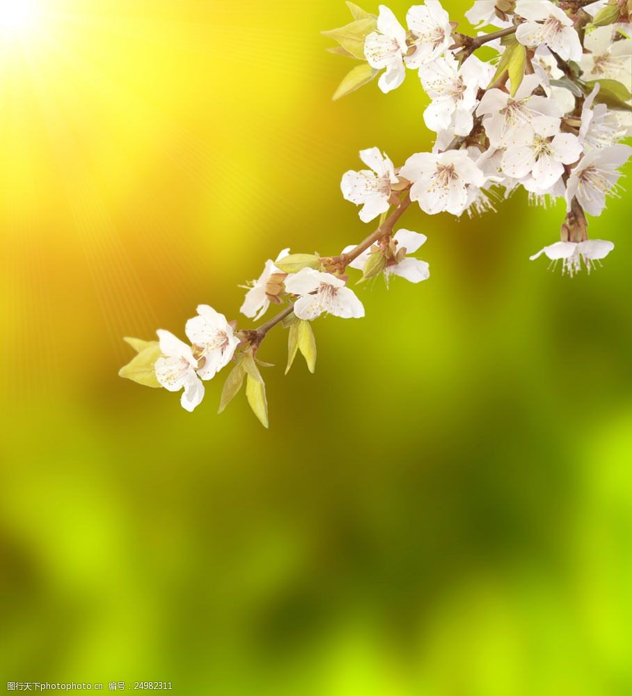 春天背景 背景 实用背景 背景素材 绿色背景 花 花朵 树枝 桃花 高清