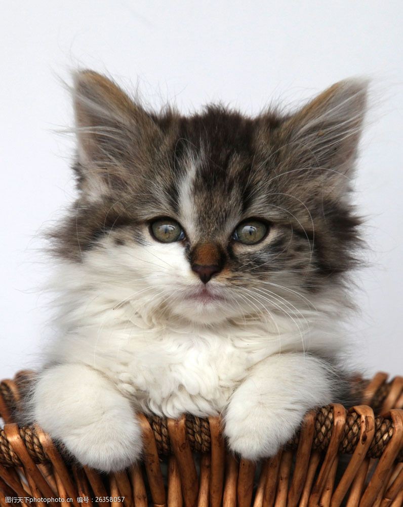 关键词:可爱小猫图片素材 动物 宠物 小猫 可爱 可爱小猫 萌 乖 猫咪