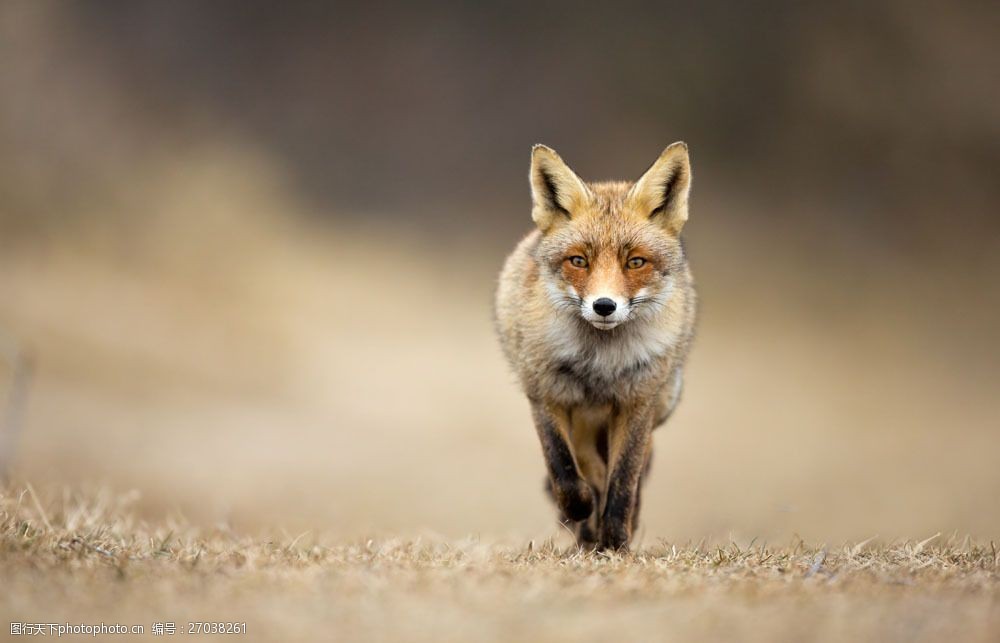 關鍵詞:草地上的狼圖片素材 草地上的狼 狼 動物 陸地動物 其他類別