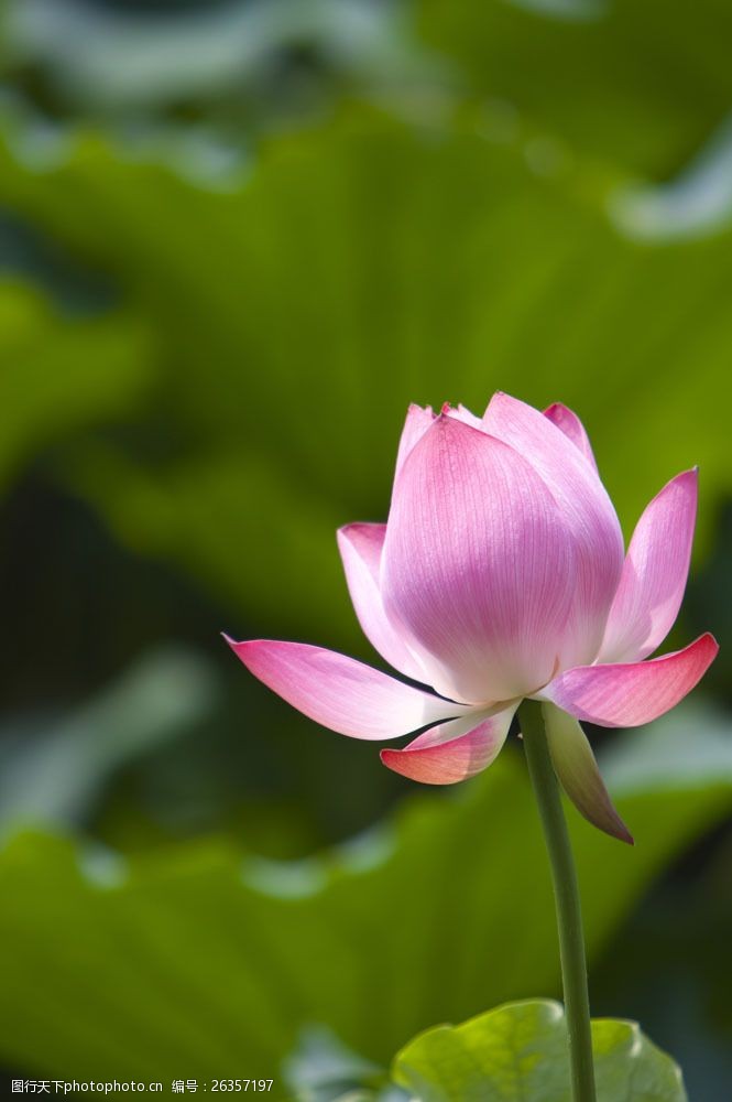 素材 高清圖片 豎構圖 自 然 植物 日光 戶外 清新 白晝 風景 蓮花