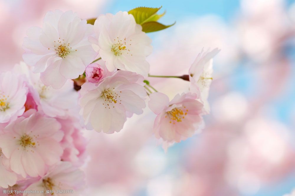 浪漫的樱花图片素材 植物 鲜花 樱花 樱花树 浪漫 粉色 唯美 梦幻