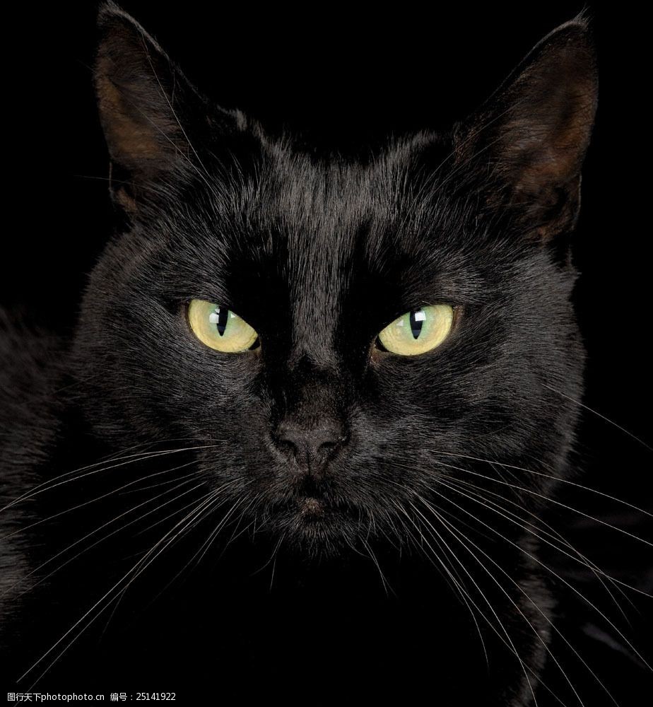 可爱黑猫图片图片