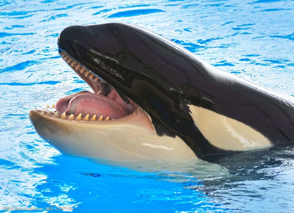 弓头鲸张嘴图片