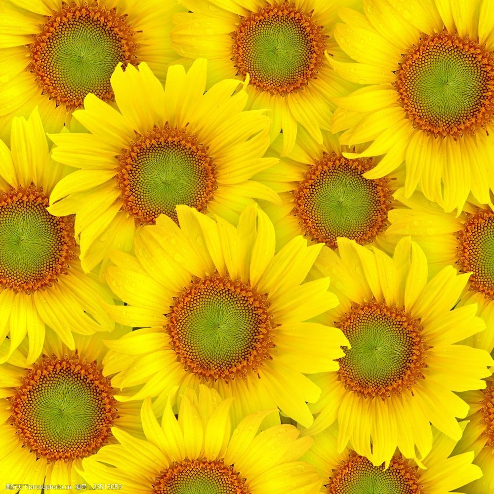 葵花背景素材图片