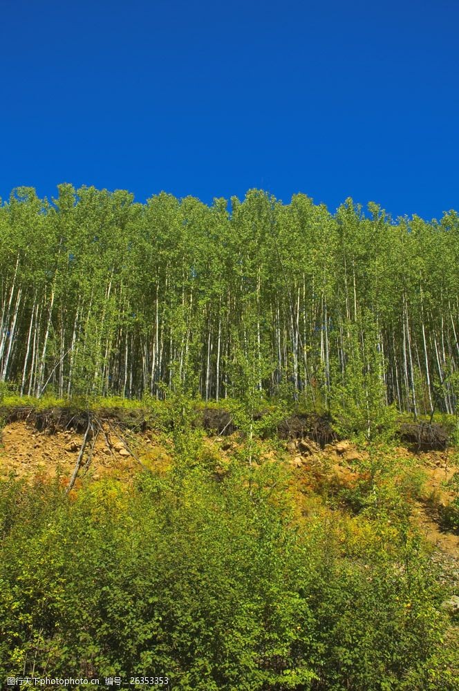 美丽树林风景摄影图片