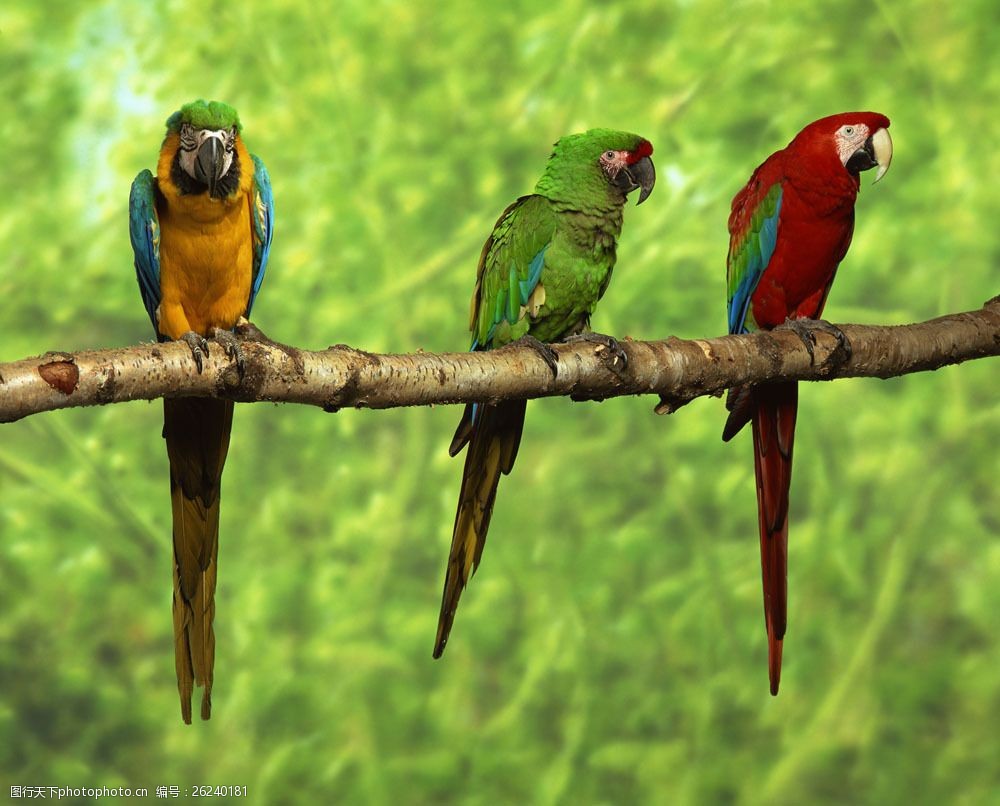 三只站在树枝上的鹦鹉图片