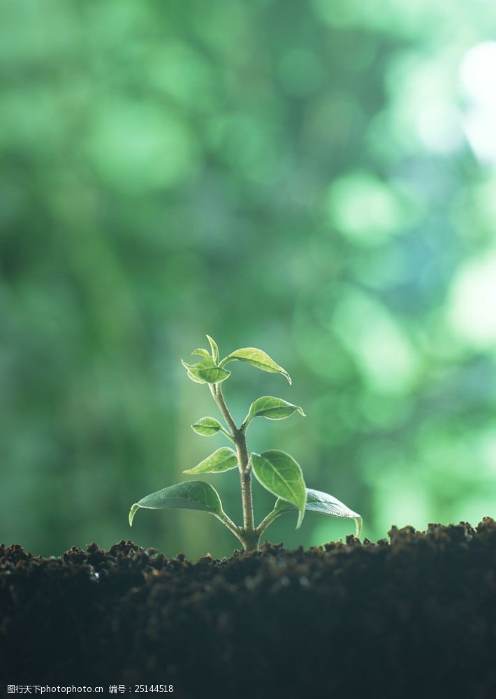设计图库 高清素材 动植物 关键词:幼苗24图片素材 幼苗 树苗 绿色