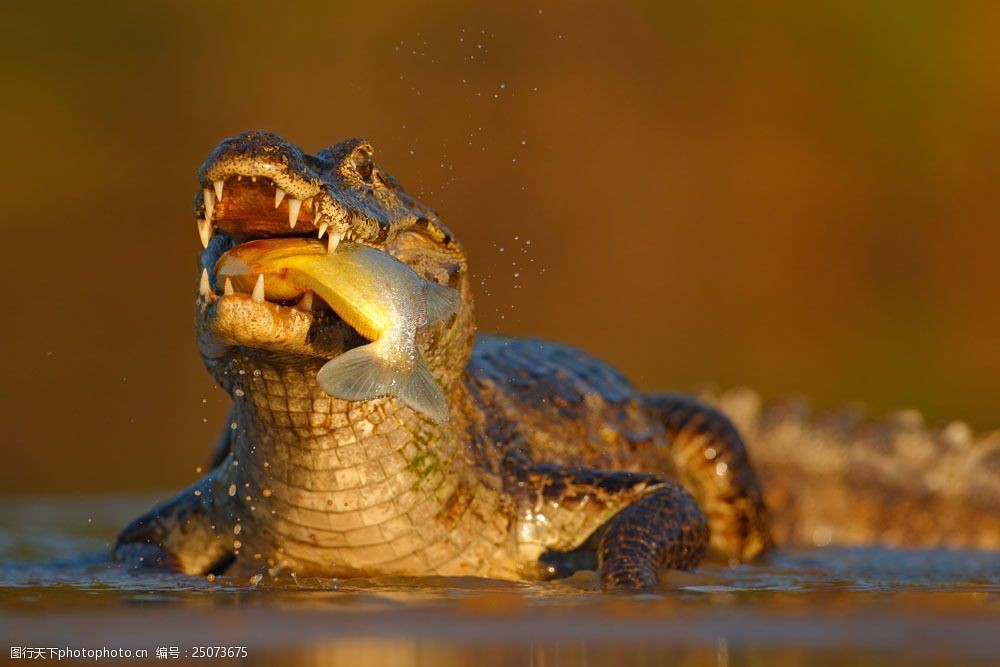吸食鳄鱼DP的图片图片