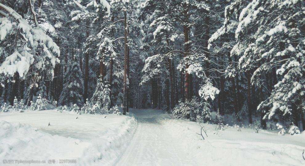 被雪覆盖的松树林