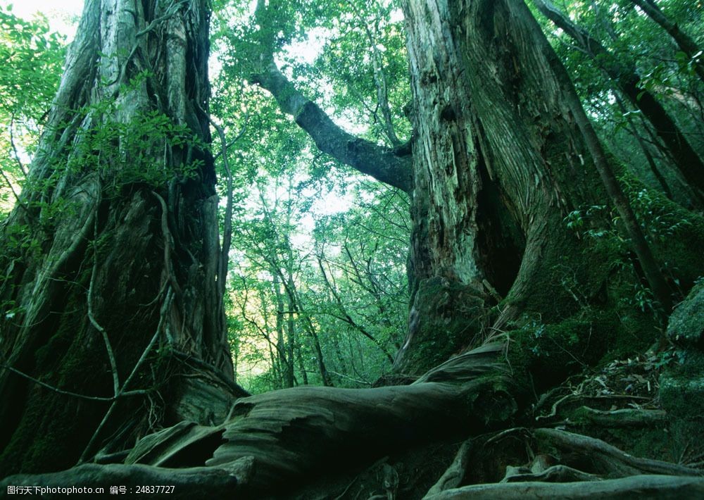 树林图片森林树木图片184图片