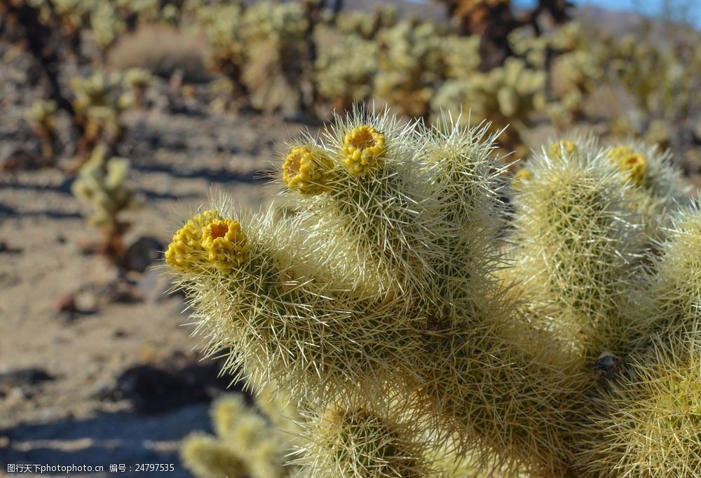 关键词:长满小刺的仙人球图片素材 仙人球 仙人掌