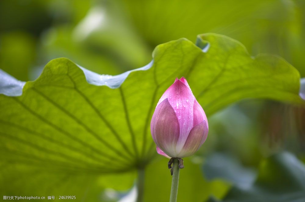 含苞待放的粉色荷花花苞图片图片