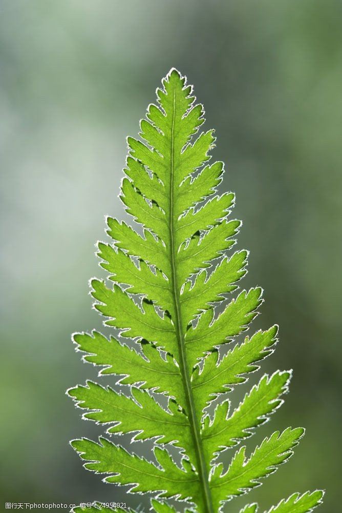 关键词:高清树叶摄影图片素材 树叶 叶子 植物 树叶摄影 花草树森木