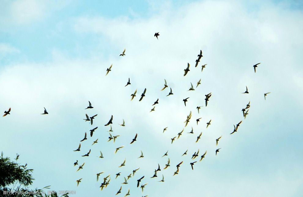 蓝天飞鸽春天飞翔