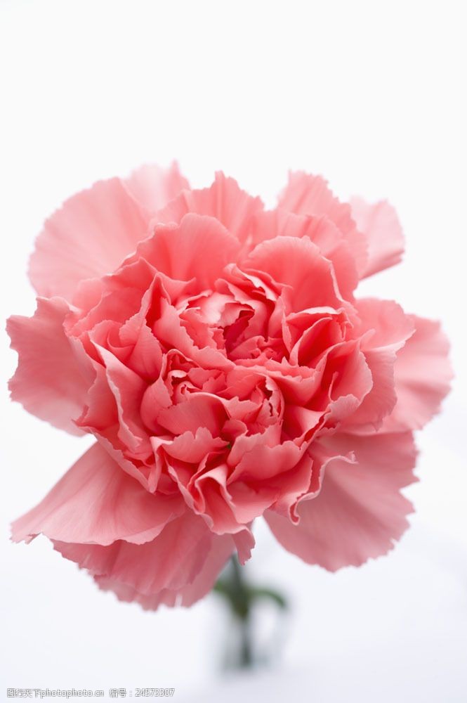 粉白色的康乃馨花朵图片图片