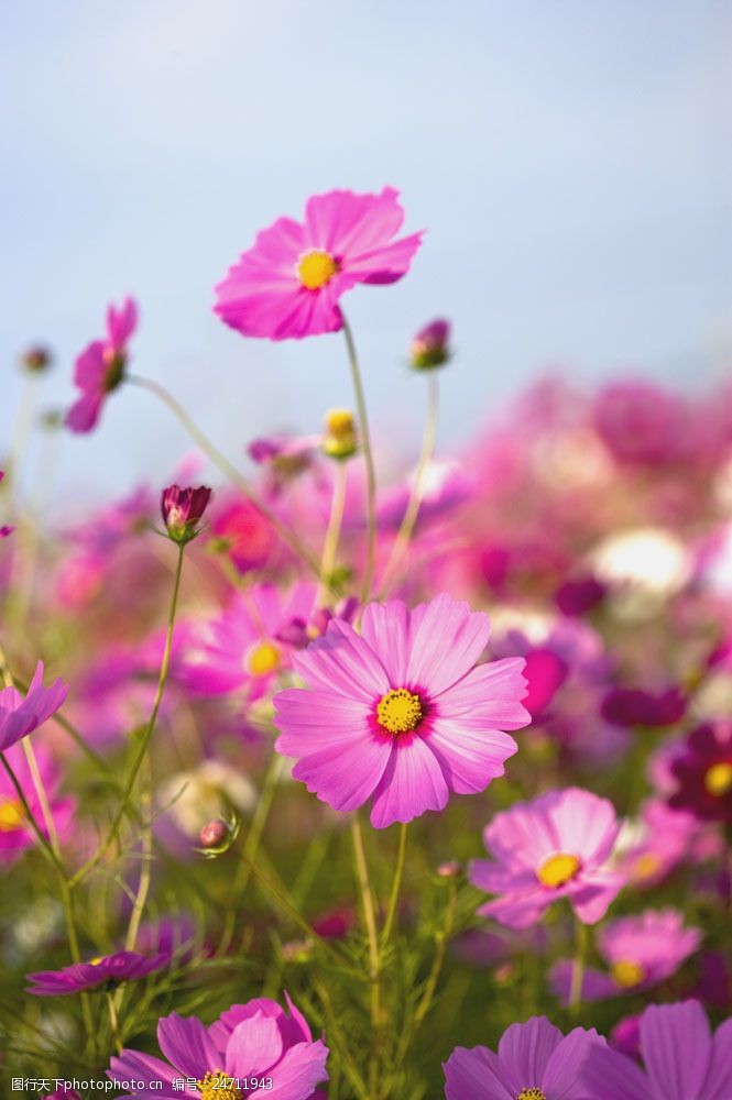 紫红色小雏菊花图片图片