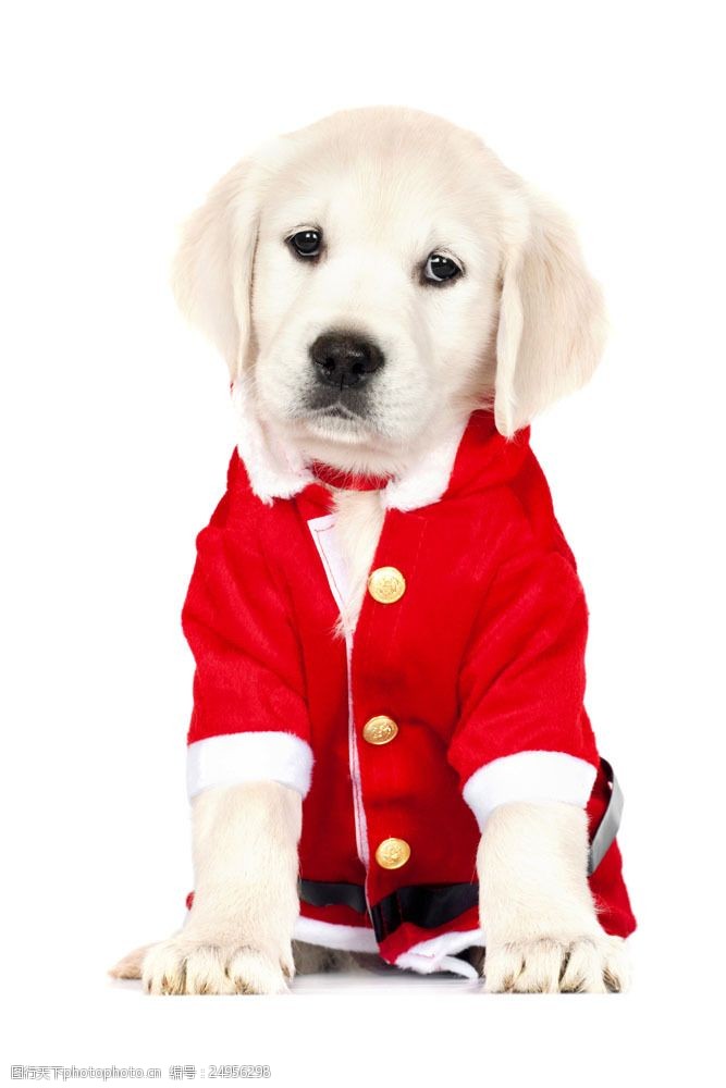 衣服 可爱 小狗 圣诞动物 动物 圣诞节 狗狗图片 生物世界 图片素材