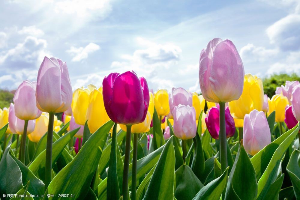 美丽的郁金香花图片
