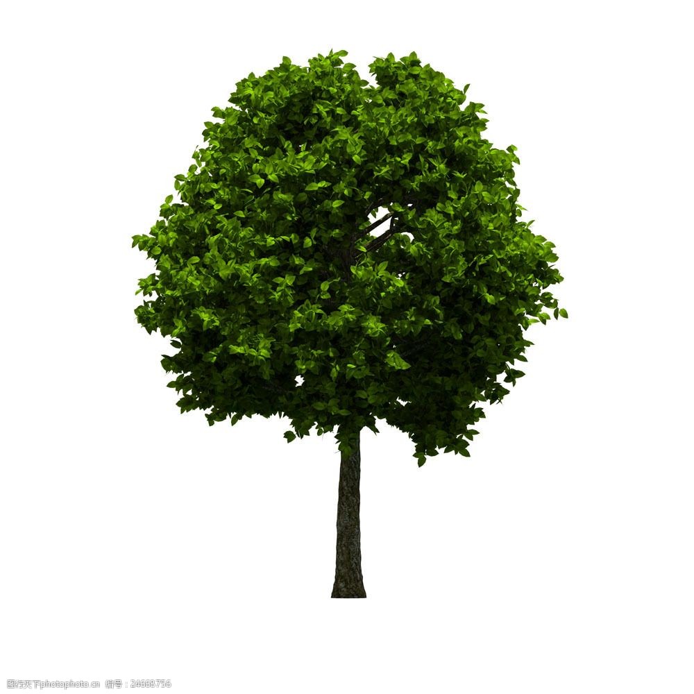 高清素材 动植物 关键词:园林景观树木665图片素材 园林树 园林绿化树
