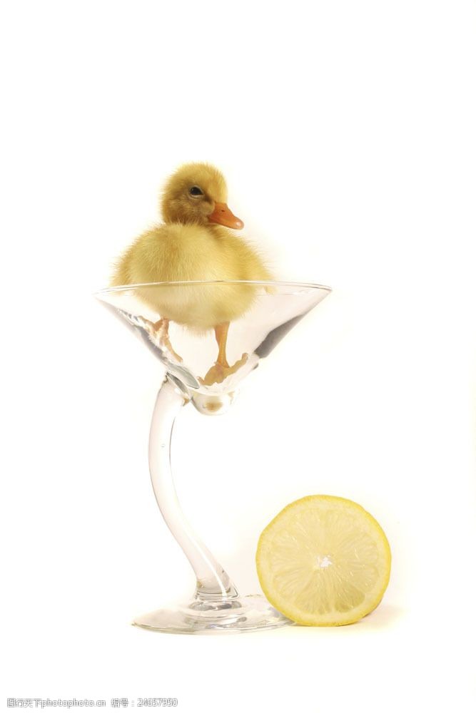 装在杯子里的小鸭子图片