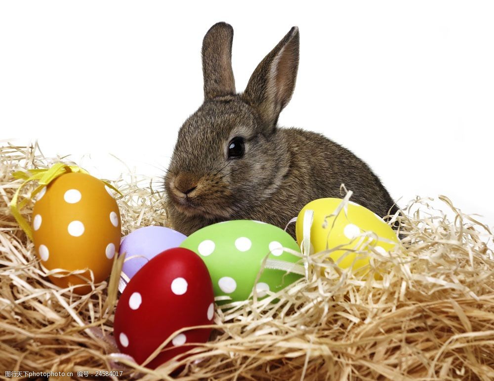 关键词:彩蛋与兔子图片素材 彩蛋 草 动物 宠物 兔子 节日庆典 生活